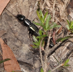 Thyreocephalus