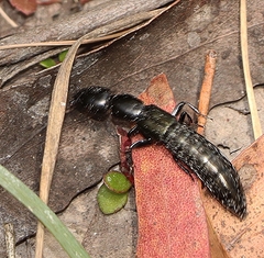 Thyreocephalus