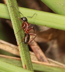Camponotus innexus