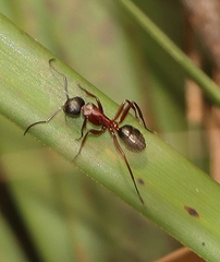 Camponotus innexus