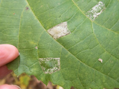 Phyllonorycter lucetiella