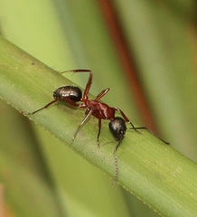 Camponotus innexus