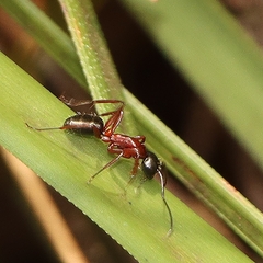 Camponotus innexus