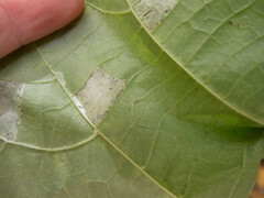 Phyllonorycter lucetiella