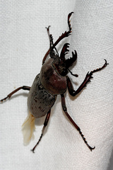 Cacostomus squamosus