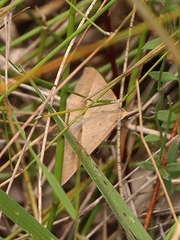 Epidesmia hypenaria