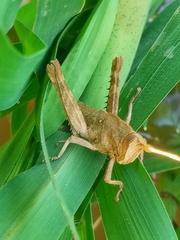 Coryacris angustipennis