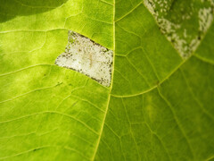 Phyllonorycter lucetiella