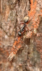 Myrmophyma
