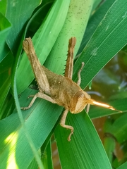 Coryacris angustipennis