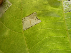 Phyllonorycter lucetiella
