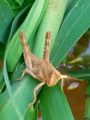 Coryacris angustipennis