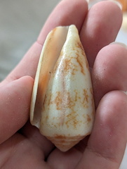 Conus victoriae
