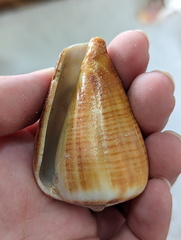 Conus figulinus