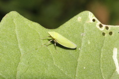 Draeculacephala minerva