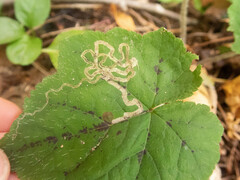 Phytomyza tigris