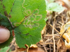 Phytomyza tigris