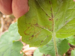 Phytomyza tigris