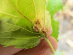 Neolasioptera farinosa