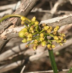 Clematicissus angustissima