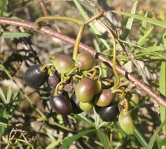 Clematicissus angustissima