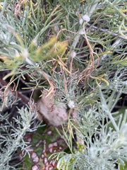 Rhopalomyia floccosa