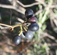 Clematicissus angustissima