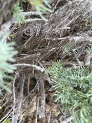 Rhopalomyia floccosa
