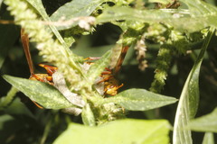 Polistes carnifex carnifex