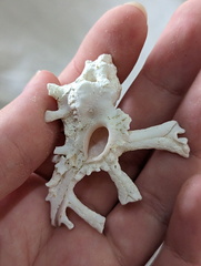 Muricidae