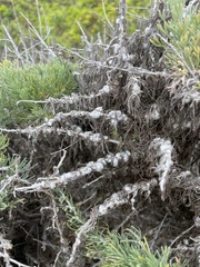 Rhopalomyia floccosa