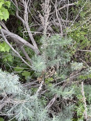 Rhopalomyia floccosa