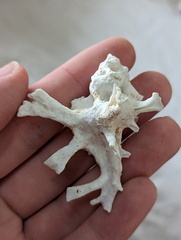 Muricidae