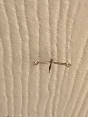 Anstenoptilia