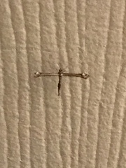 Anstenoptilia