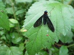 Cyananthrax cyanopterus