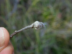 Dasineura serrulatae