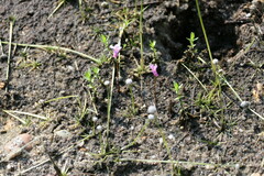 Utricularia resupinata
