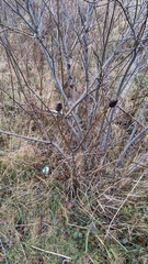 Rabdophaga strobiloides