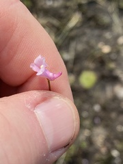 Utricularia resupinata
