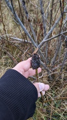 Rabdophaga strobiloides