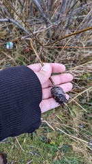 Rabdophaga strobiloides