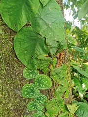 Monstera tuberculata brevinoda