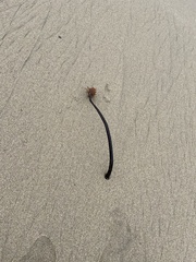 Eisenia arborea
