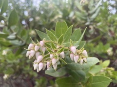 Arctostaphylos montaraensis