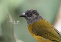 Eucometis penicillata