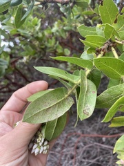 Arctostaphylos montaraensis