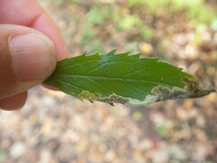 Nemorimyza posticata