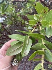 Arctostaphylos montaraensis