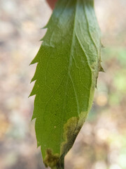 Nemorimyza posticata